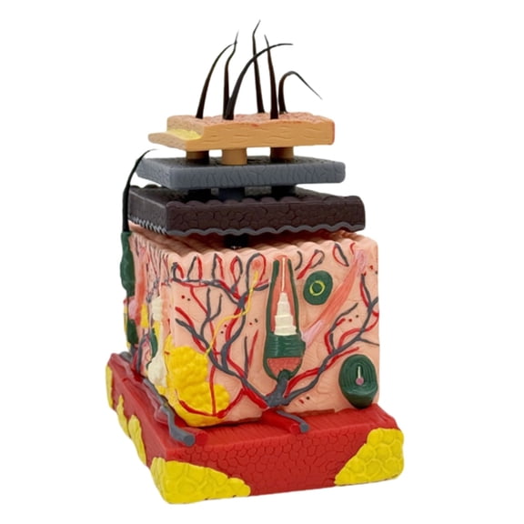Human Anatomical Skin Magnified Tissue Structure Model 4D Human Skin Model for Science Learning Teaching Display