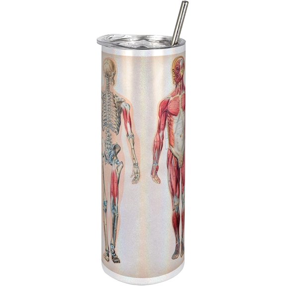 Human Anatomy 20 Oz Skinny Tumbler, Vintage Chart of Body Front Back Skeleton and Muscle System Bone Mass Graphic, Leak-Proof Straw Lid and Brush Vacuum Insulated for Outdoor Use, Ruby Cream