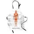 thumbnail image 1 of Human Anatomy Apron Muscle System Diagram of Man Body Features Biological Elements Medical Heath Image, Unisex Kitchen Bib Apron with Adjustable Neck for Cooking Baking Gardening, Coral, by Ambesonne, 1 of 3