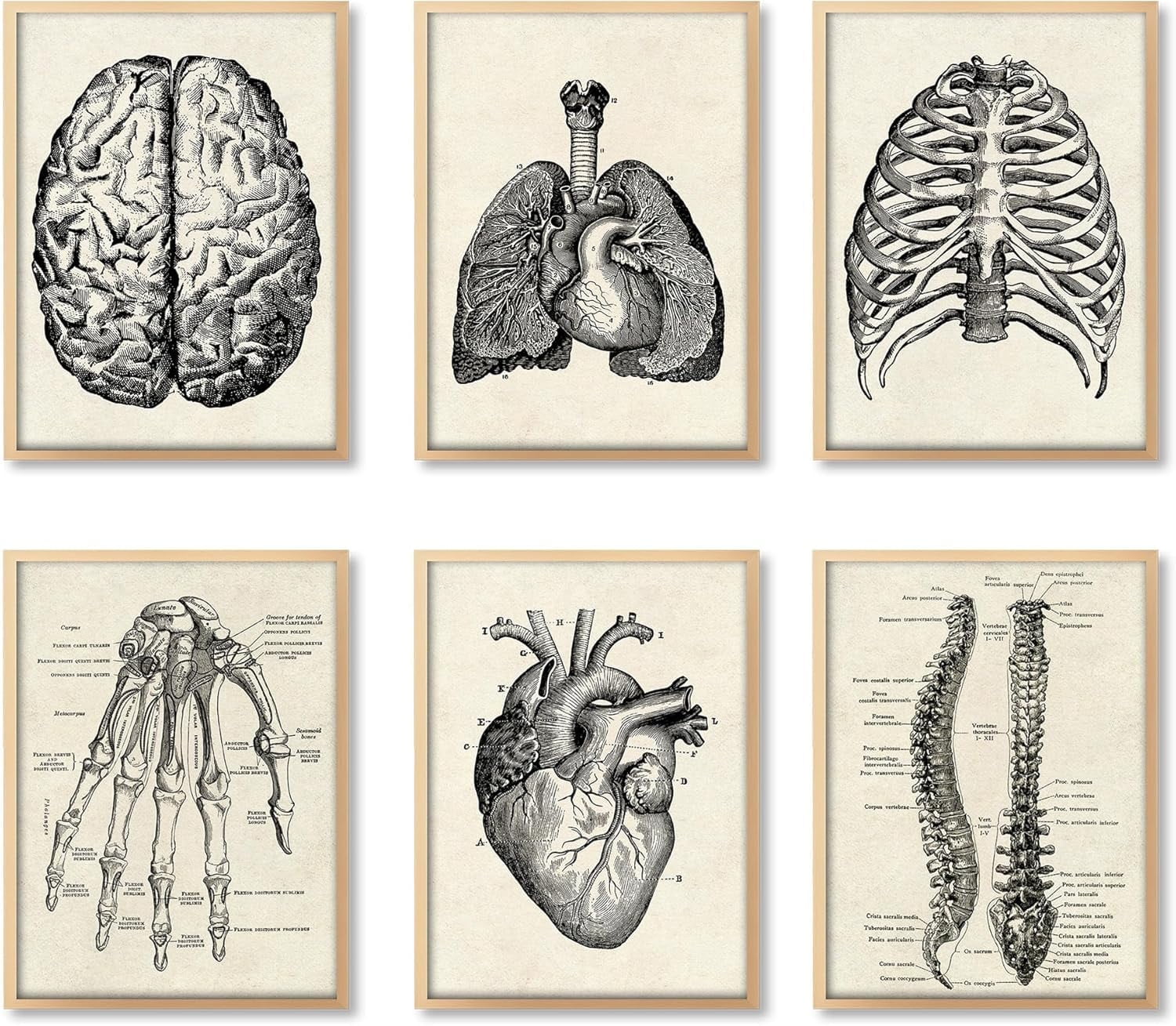 Human Anatomy Artwork Medical Wall Picture Muscle Skeleton Vintage ...
