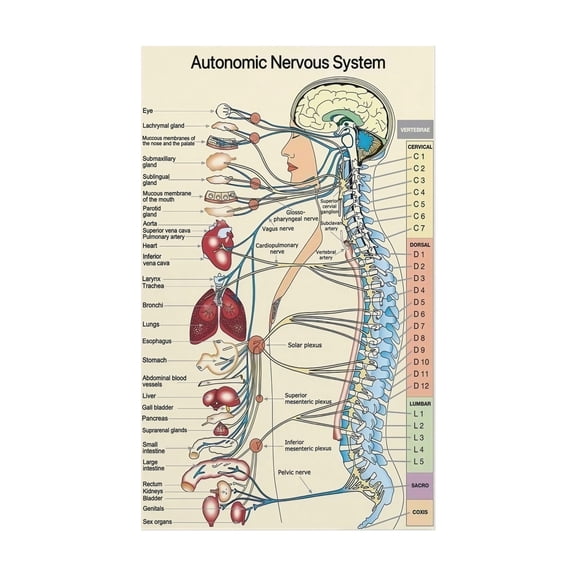 Human Anatomy Chart Autonomic Nervous System Poster Educational Wall Art for Medical Office Decor and Science Classroom Study Guide Canvas Print