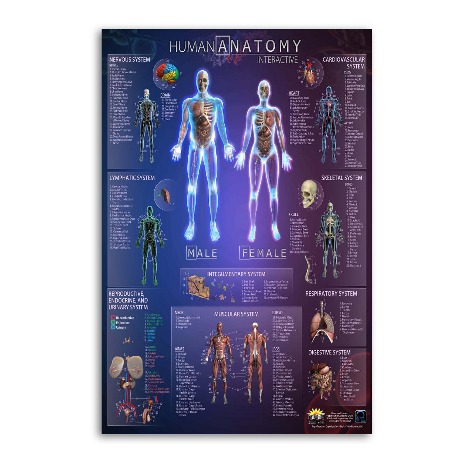 Human Anatomy Chart Canvas Wall Art Poster Decorative Bedroom Modern ...