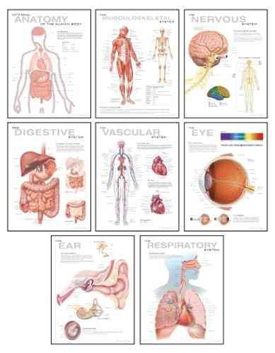 Human Anatomy Chart Pack : Wall Chart (Paperback)