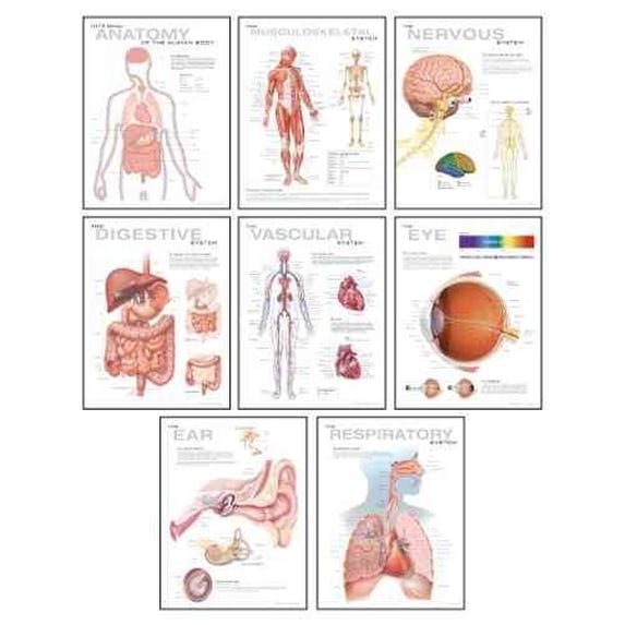 Human Anatomy Chart Pack : Wall Chart (Paperback) - Walmart.com