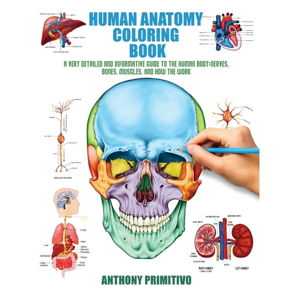 Human Anatomy Coloring Book: A Very Detailed and Informative Guide to the Human Body: Nerves, Bones, Muscles, and How to the Work (Paperback)
