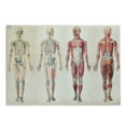 thumbnail image 1 of Human Anatomy Cutting Board, Vintage Chart of Body Front Back Skeleton and Muscle System Bone Mass Graphic, Decorative Tempered Glass Cutting and Serving Board, Large Size, Ruby Cream, by Ambesonne, 1 of 1