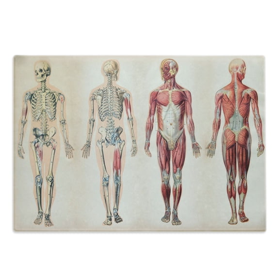 Human Anatomy Cutting Board, Vintage Chart of Body Front Back Skeleton and Muscle System Bone Mass Graphic, Decorative Tempered Glass Cutting and Serving Board, Large Size, Ruby Cream, by Ambesonne