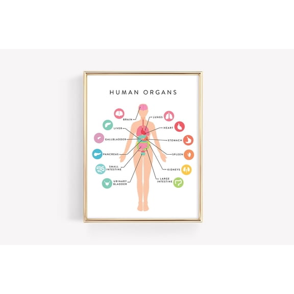Human Anatomy Education Organs Body Diagram Montessori Learning Material, Stretched Canvas 16x20in