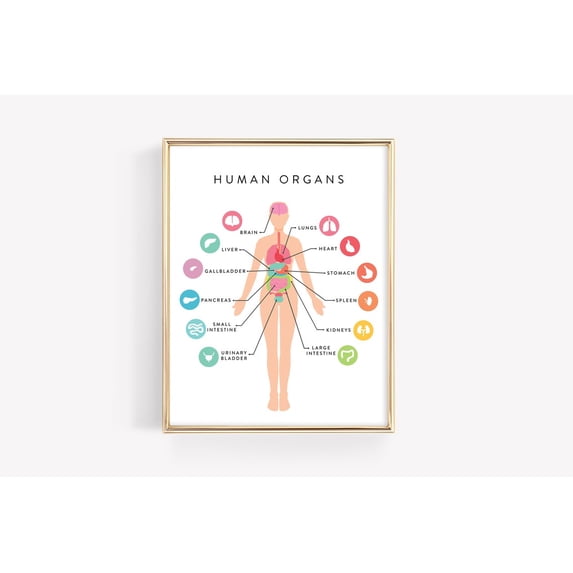 Human Anatomy Education Organs Body Diagram Montessori Learning ...