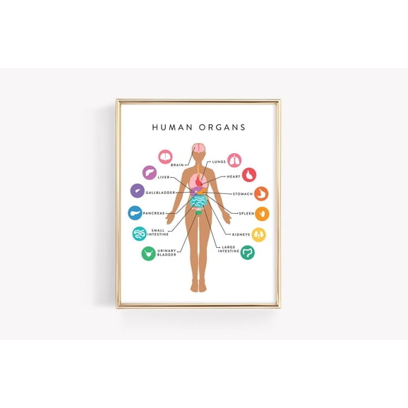 Human Anatomy Education Organs Body Diagram Montessori Learning Material, Unframed Paper Poster 8x10in
