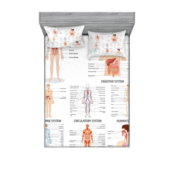 Human Anatomy Fitted Sheet & Pillow Sham Set, Chart of Organs Body Structures Biology Themed Cartoon Schemes, Decorative Printed 6 Piece Bedding Decor Set, Queen, White and Multicolor, by Ambesonne