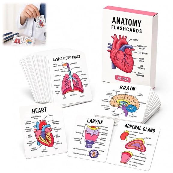 Human Anatomy Flashcards, 30 Pcs Anatomy & Physiology Visual Study Cards for Nursing, Medical, Pre-Med & Biology Students