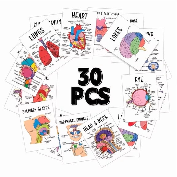Human Anatomy Flashcards for Nursing 30 Organ System Diagrams with Key Terms