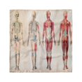 thumbnail image 1 of Human Anatomy Head Scarf, Anatomy Human Body, Head Wrap, 3 Sizes, by Ambesonne, 1 of 2