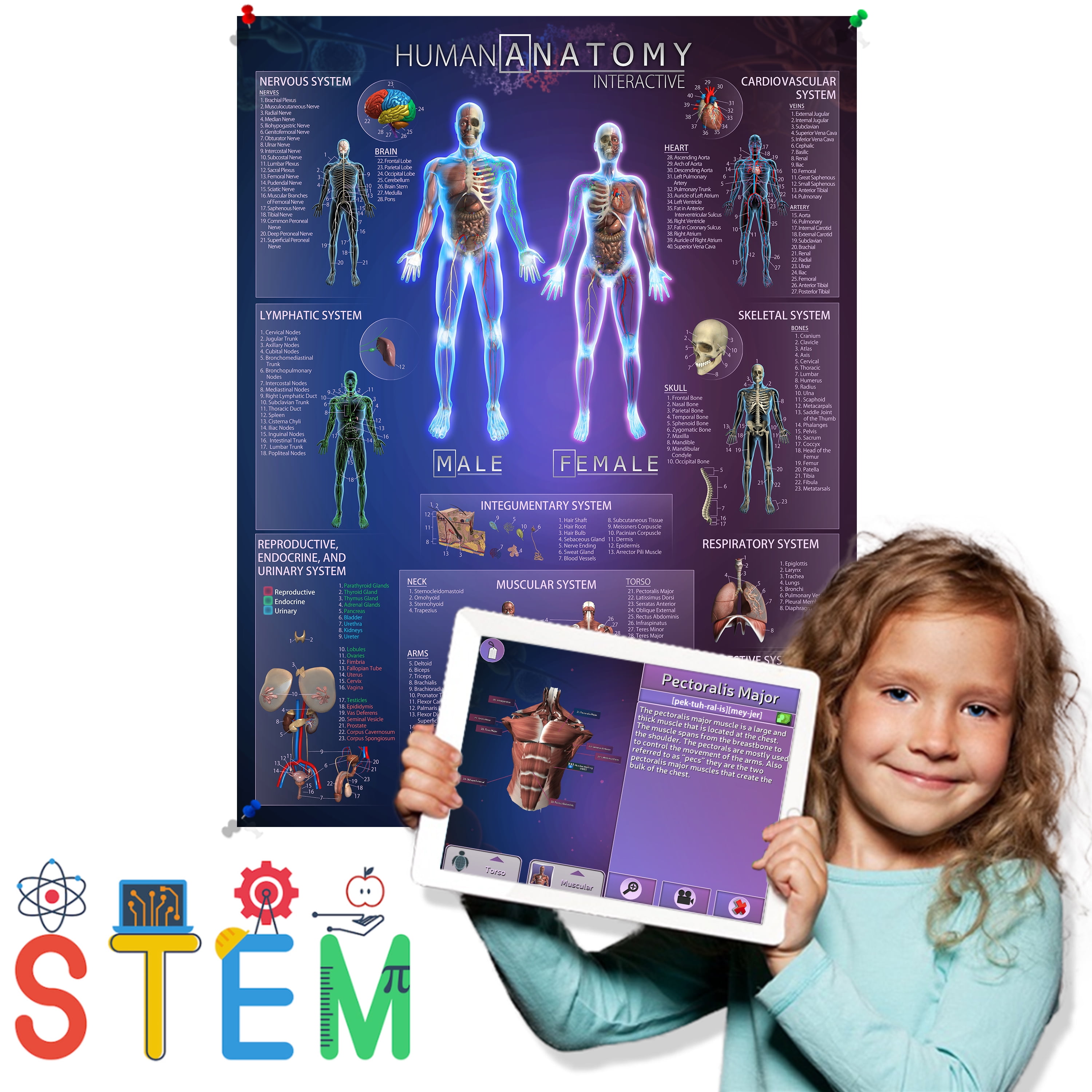 Human Anatomy Interactive Smart Chart With 4D Educational App (Large ... Biology Diagrams
