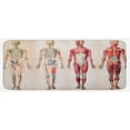 thumbnail image 1 of Human Anatomy Kitchen Mat, Vintage Chart of Body Front Back Skeleton and Muscle System Bone Mass Graphic, Plush Decorative Kitchen Mat with Non Slip Backing, 47" X 19", Ruby Cream, by Ambesonne, 1 of 1