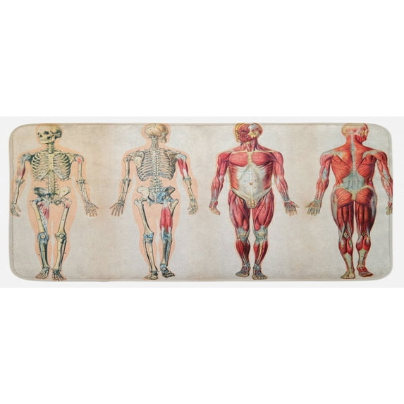 Human Anatomy Kitchen Mat, Vintage Chart of Body Front Back Skeleton and Muscle System Bone Mass Graphic, Plush Decorative Kitchen Mat with Non Slip Backing, 47" X 19", Ruby Cream, by Ambesonne