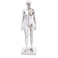 thumbnail image 1 of Human Anatomy Model Female Anatomy Figure Superficial Muscle Anatomy Model Lab Ornament Anatomical Reference for Artists, 1 of 6