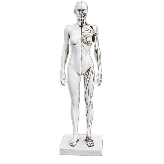Human Anatomy Model Female Anatomy Figure Superficial Muscle Anatomy Model Lab Ornament Anatomical Reference for Artists