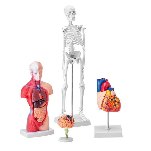 Human Anatomy Model Set 4-Pack: Brain,Heart, Body & Skeleton,3D Hands-On Learning Tool for Physiology Students,Educational Kit