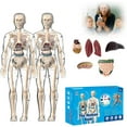 thumbnail image 1 of Human Anatomy Model for Classroom, Transparent Torso with Skeleton & Organs, 3D Physiology Demo Kit with Guide,  for Students & Teachers, 1 of 7