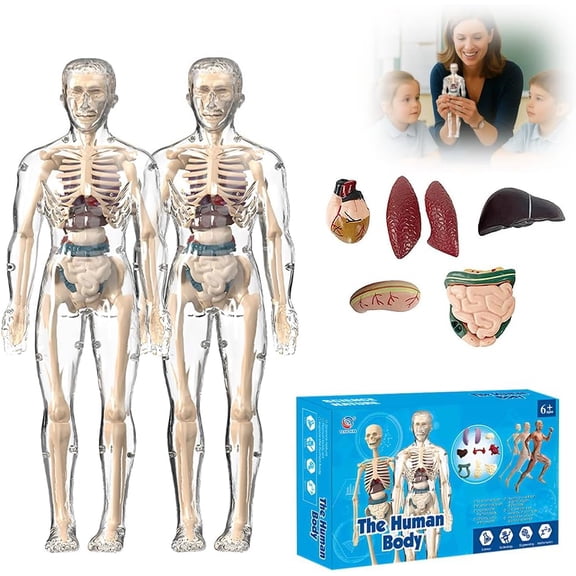 Human Anatomy Model for Classroom, Transparent Torso with Skeleton & Organs, 3D Physiology Demo Kit with Guide, for Students & Teachers