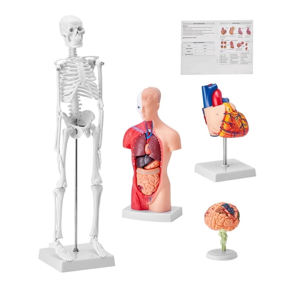 Human Anatomy Models Bundle Set of 4 Includes Brain Torso Heart Skeleton 3D Study Tools for Physiology Students and Educational Kit for