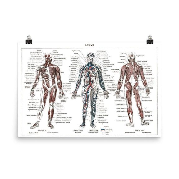 Human Anatomy Muscles Systems Wall Art Print, Unframed Paper Poster 8x10in