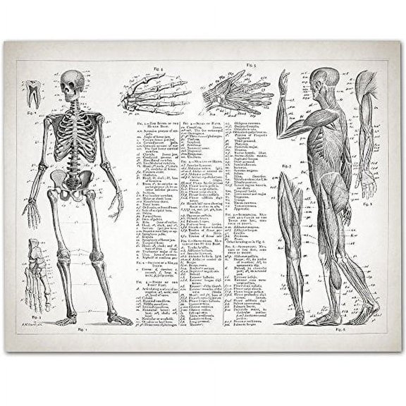 Human Anatomy - Muscular and Skeletal Systems - 11x14 Unframed Art Print - Great Gift for Doctors, Nurses, Nursing Students