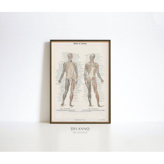 Human Anatomy Musculature Chart Poster, Unframed Size 8x12