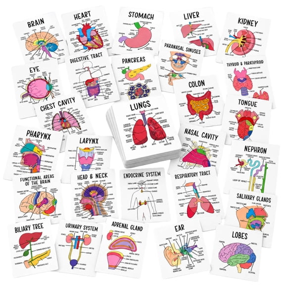 Human Anatomy & Physiology Flashcards, 30 Pcs Nursing Student Study Cards, Medical Terminology Diagram Review for Exams
