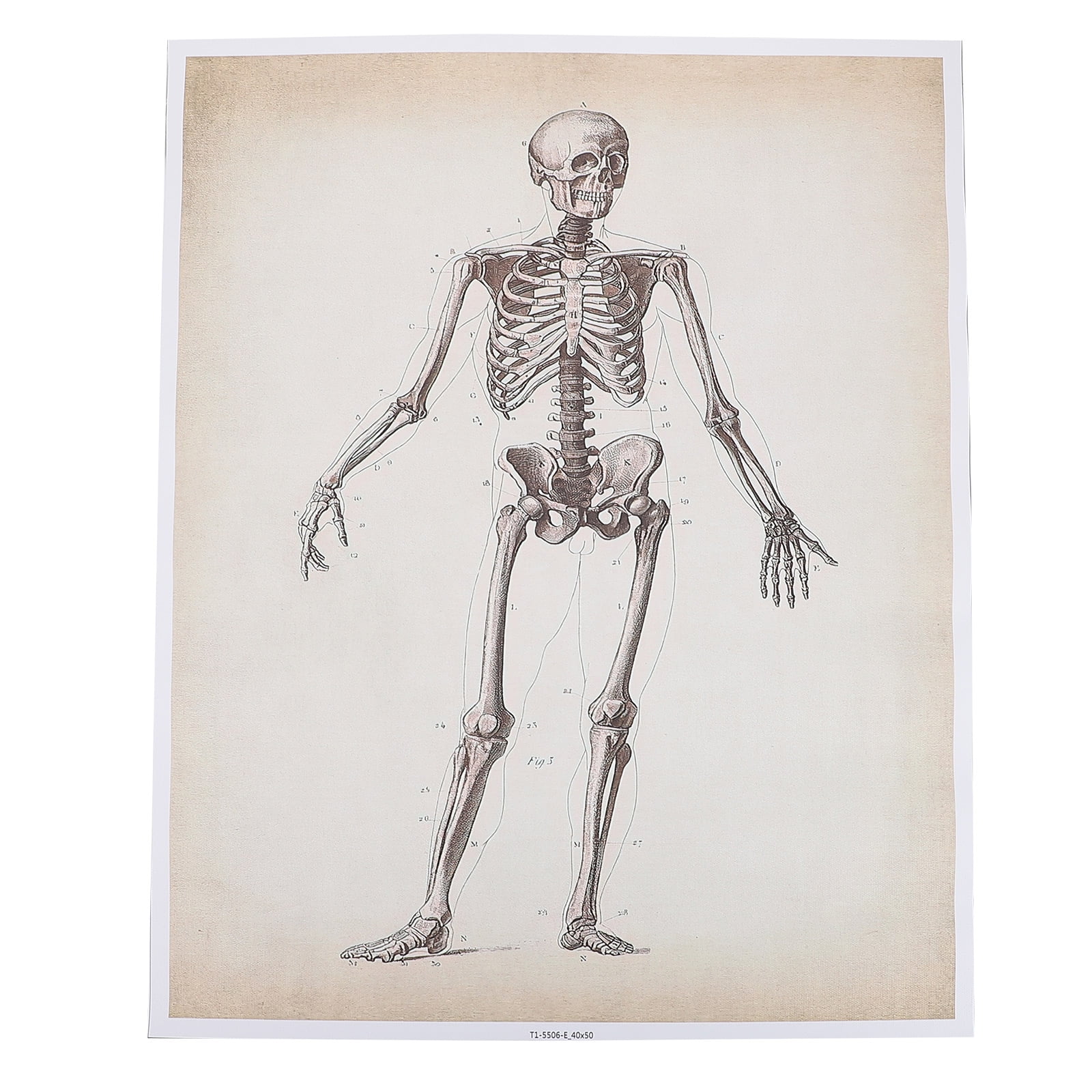 Human Anatomy Poster Teaching Anatomy Poster Wall Hanging Decor Anatomy ... Biology Diagrams
