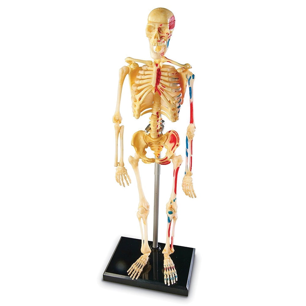 CAROLINA BIOLOGICAL SUPPLY COMPANY Human Anatomy Skeleton Model, 41-Piece, 9 1/2" When Assembled
