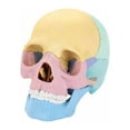 Human Anatomy Skull Model, Puzzle of Skull and 3 Knowledge Flash Cards