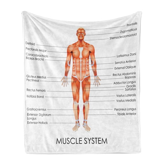 Human Anatomy Soft Flannel Fleece Throw Blanket, Muscle System Diagram of Man Body Features Biological Elements Heath Image, Cozy Plush for Indoor and Outdoor Use, 50" x 60", Coral, by Ambesonne