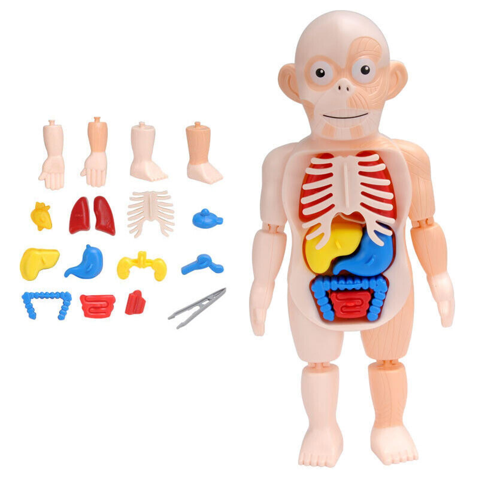 Human Body Anatomy Model Learning Organ Assembled Toy Body Organ Kid Toy