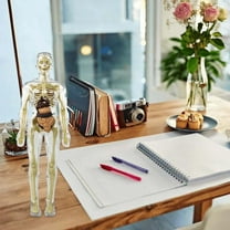 Human Body Anatomy Model Puzzle Educational Science Organ Toy Durable PVC Material for Teachers Schools Age 6 