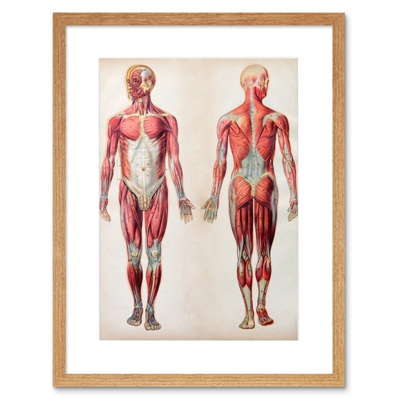 Human Body Anatomy Muscles Art Print Framed Poster Wall Decor 9x7 inch