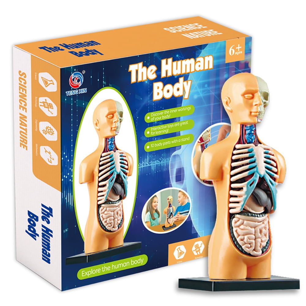 Anatomy toys for kids deals