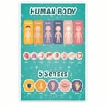 thumbnail image 1 of Human Body Chart - Human Anatomy for - 5 Senses - Learning the Human Body, 1 of 2