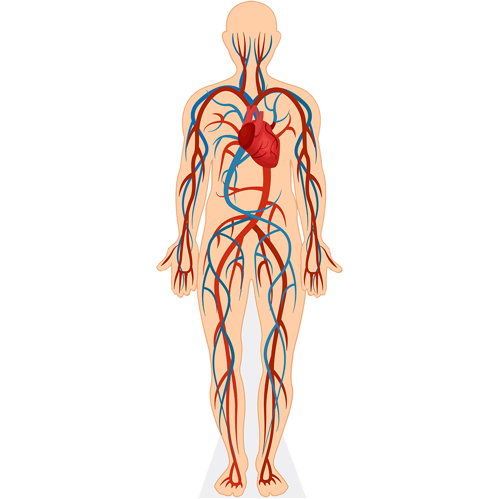 Human Body (Circulatory System) Life Size Cutout. Standee. - Walmart.com