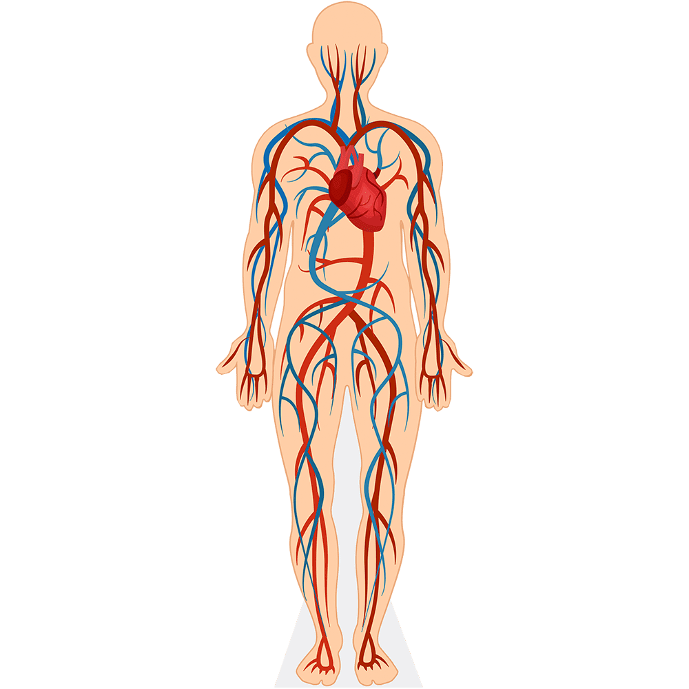 Human Body (Circulatory System) Mini Size Cutout. Standee. - Walmart.com