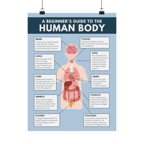 Human Body Educational Wall Art Print, Unframed Paper Poster 8x10in