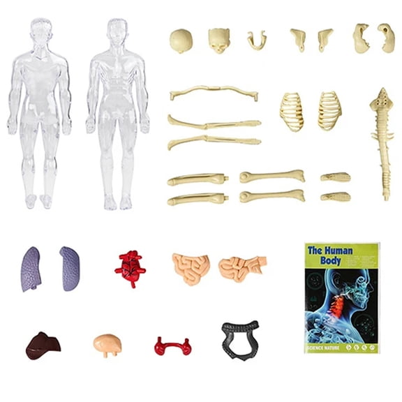 Human Body Exploration Set with Detachable Organs - Visual Anatomy Teaching Aid for Classroom & Home Learning