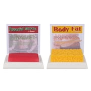 Human Body Fat & Muscle Replica 1 Lb, Keep Fit &Fitness Motivation & Reminder