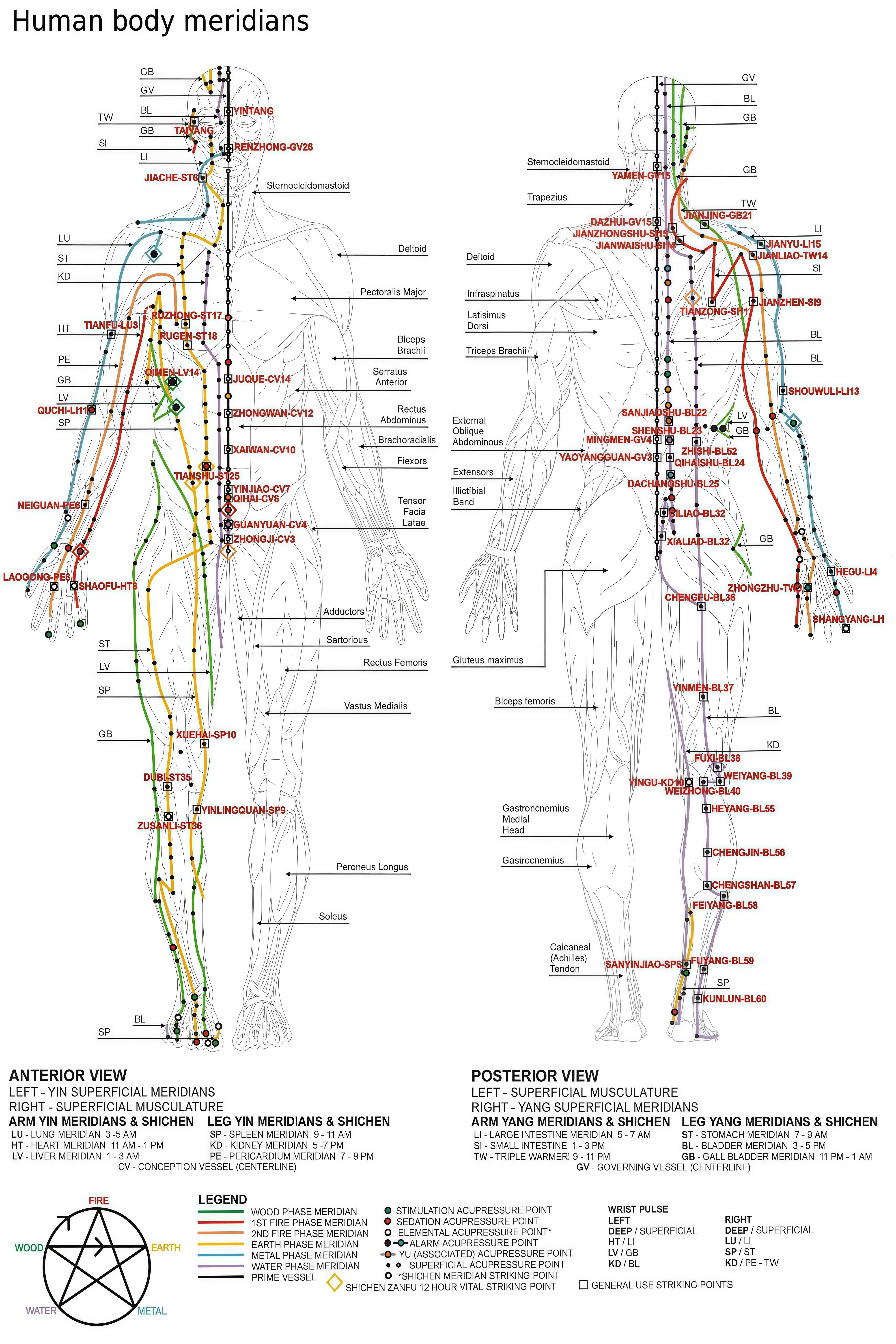 Medical Human Chart Human Body Meridian Chart anatomy pathways wellness study reference ...