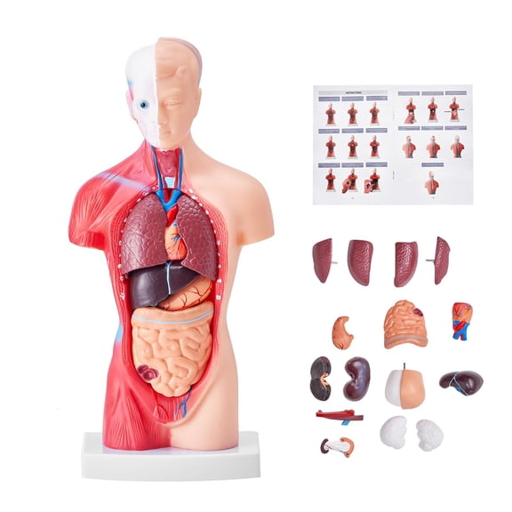 Human Body Model 15 Parts 11 Inch, Detachable Design, Human Torso Anatomy Model Anatomical Skeleton Model with Removable Organs, for homes, yards, farms, kennels, coops, patios, and pet rooms