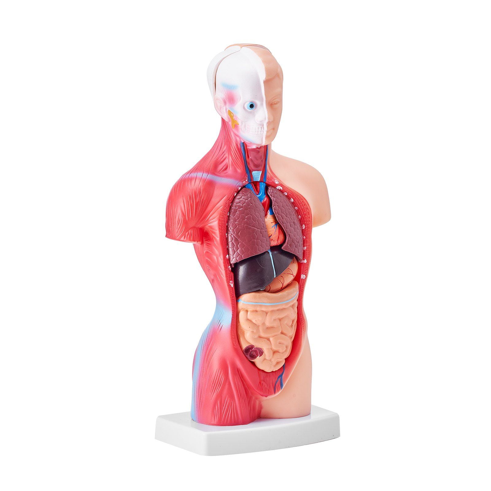 Science Lab Torso Model Human Body Model, 15 Parts 11 inch, Human Torso Anatomy Model ...