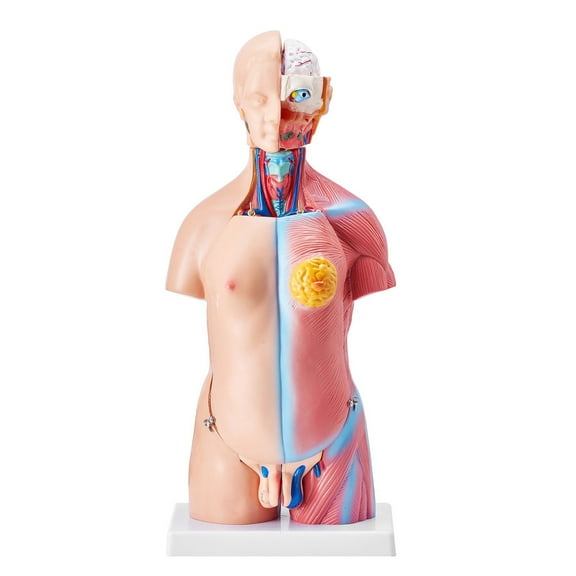 Human Body Model, 23 Parts 18 inch, Human Torso Anatomy Model Unisex Anatomical Skeleton Model with Removable Organs, Educational Teaching Tool for Students Science Learning Education Display