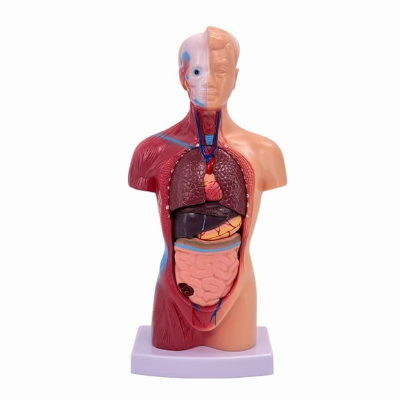 Human Body Model Doll 15 Removable Parts Education Organs Model for Teaching Study Class Students
